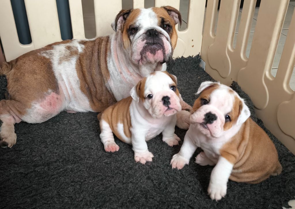 Ugoline Des Bullys D'Audani Villa