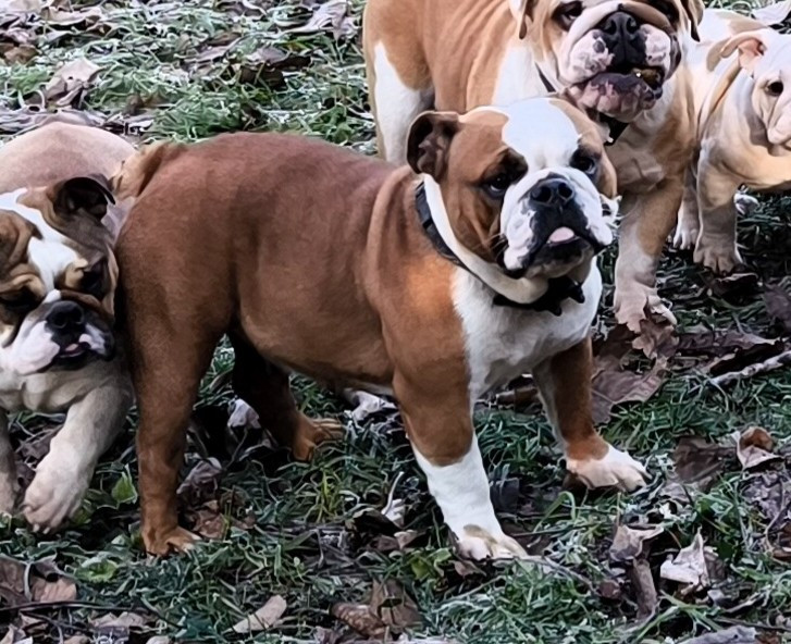 Viktoria Des Bullys D'Audani Villa