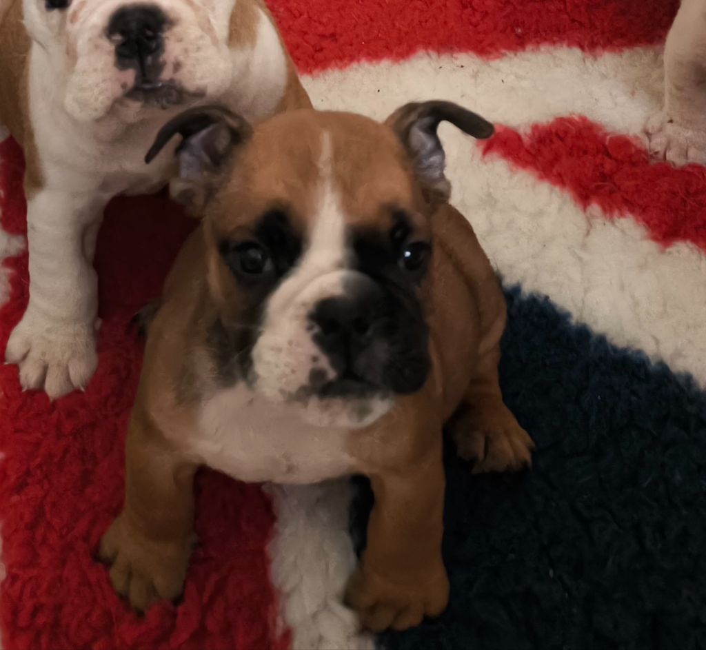 Des Bullys D'Audani Villa - Chiots disponibles - Bulldog Anglais