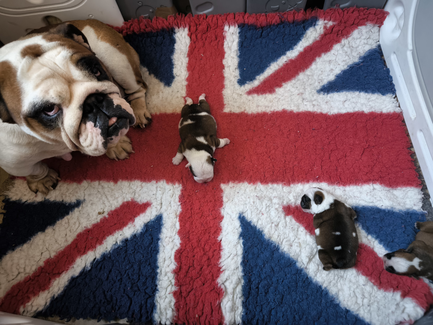 Chiot Bulldog Anglais Des Bullys D'Audani Villa