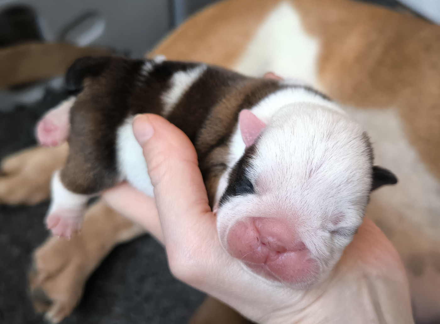 Des Bullys D'Audani Villa - Chiots disponibles - Bulldog Anglais