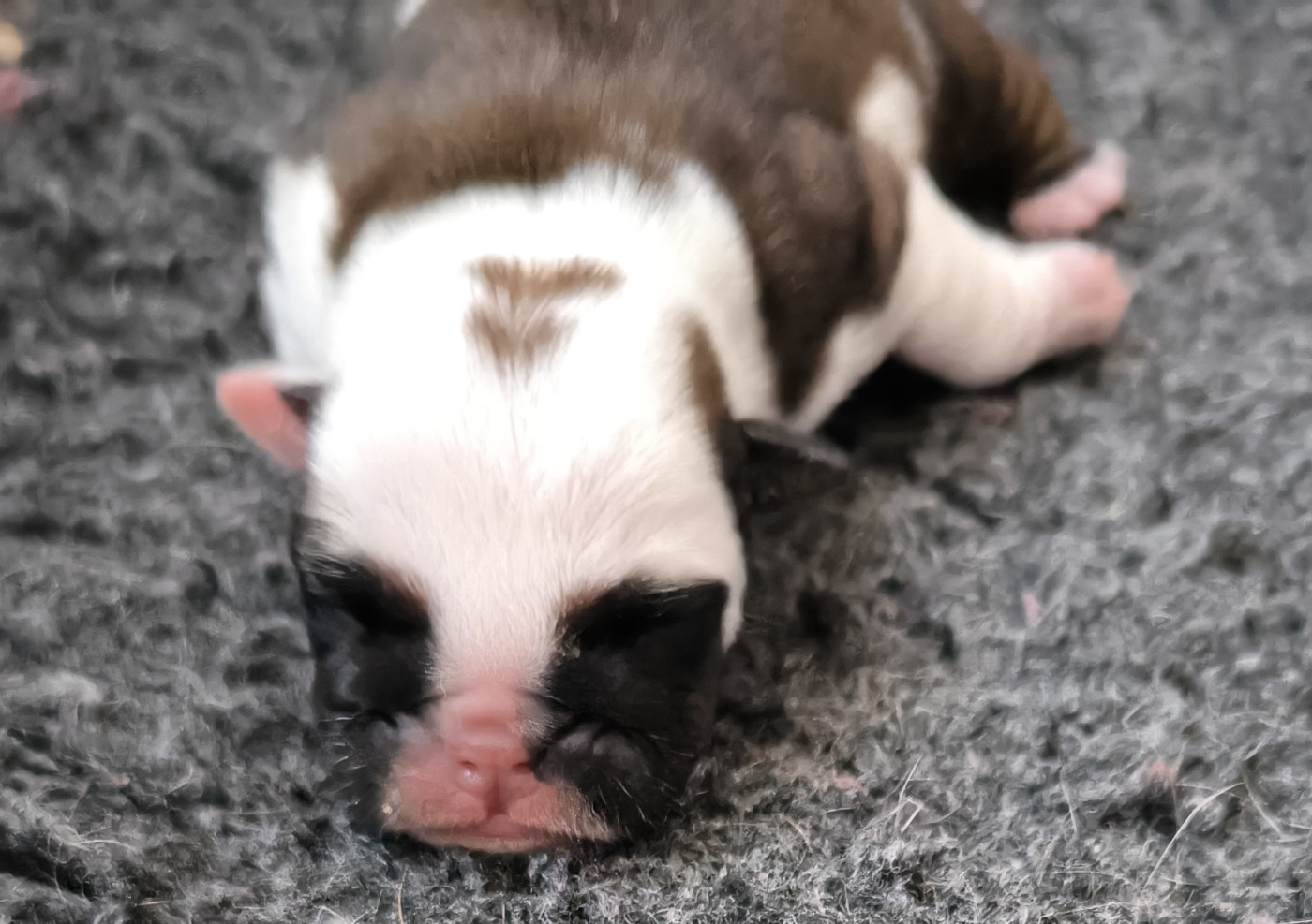 Des Bullys D'Audani Villa - Chiots disponibles - Bulldog Anglais
