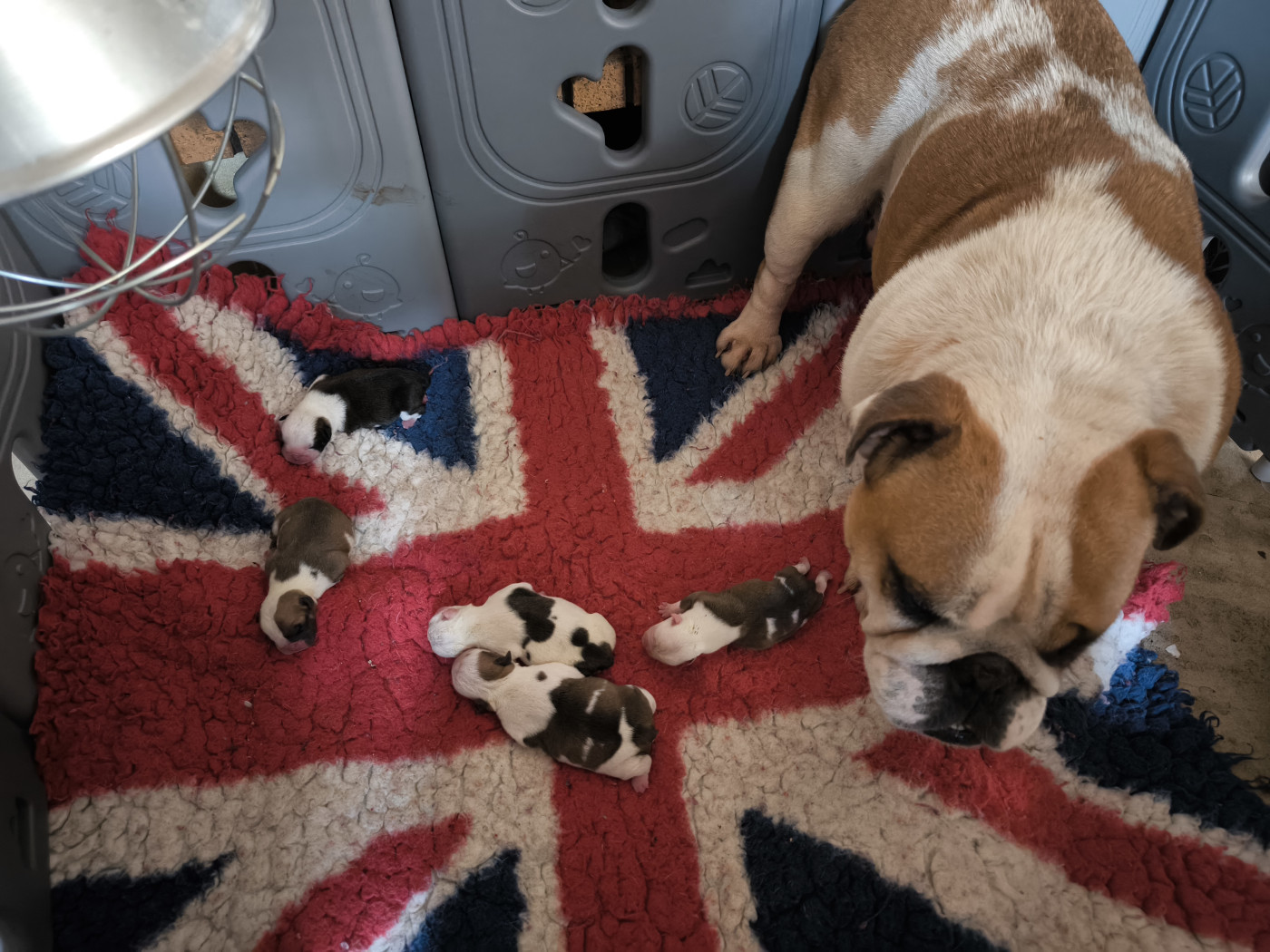 Des Bullys D'Audani Villa - Bulldog Anglais - Portée née le 21/03/2026