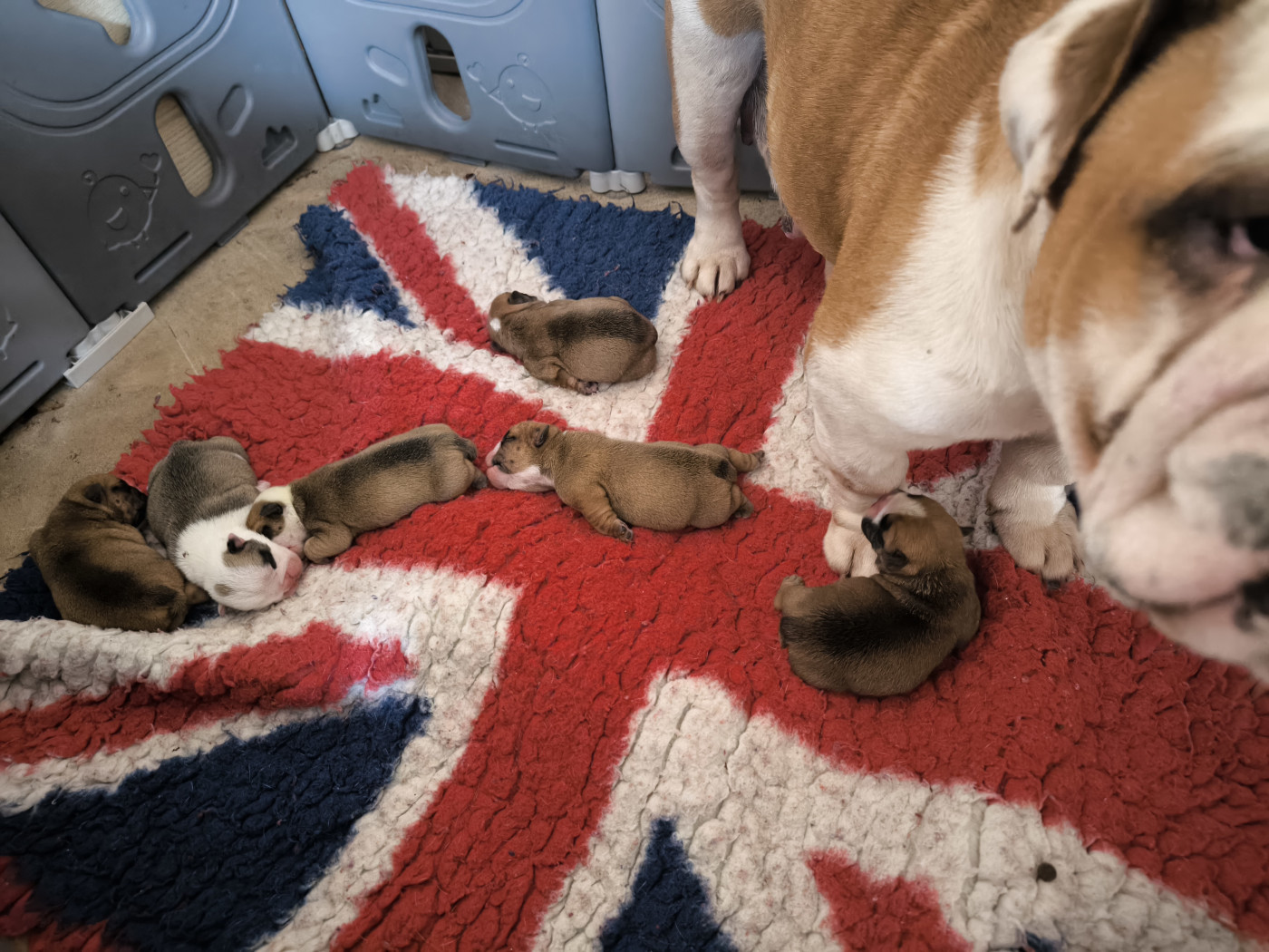 Chiot Bulldog Anglais Des Bullys D'Audani Villa