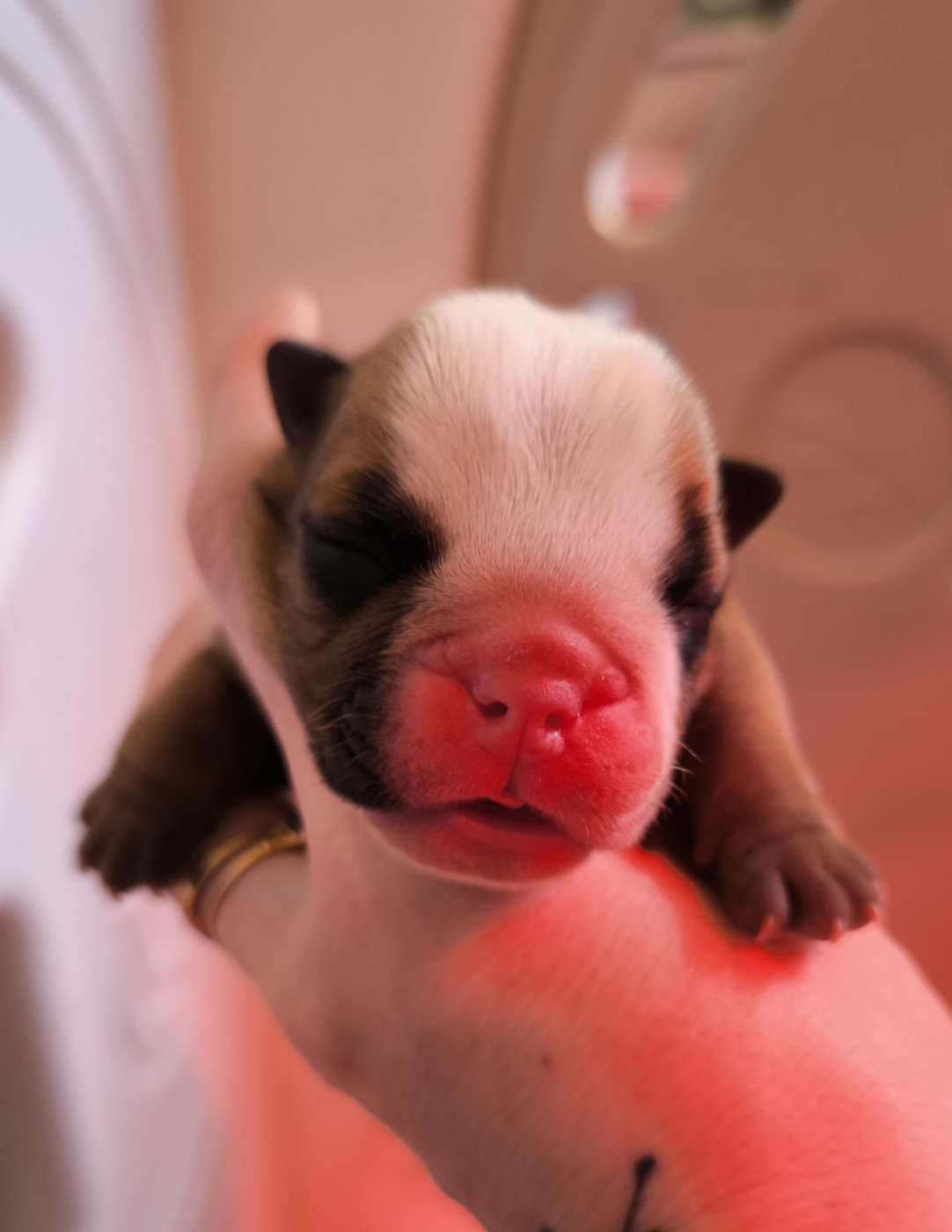 Des Bullys D'Audani Villa - Chiots disponibles - Bulldog Anglais