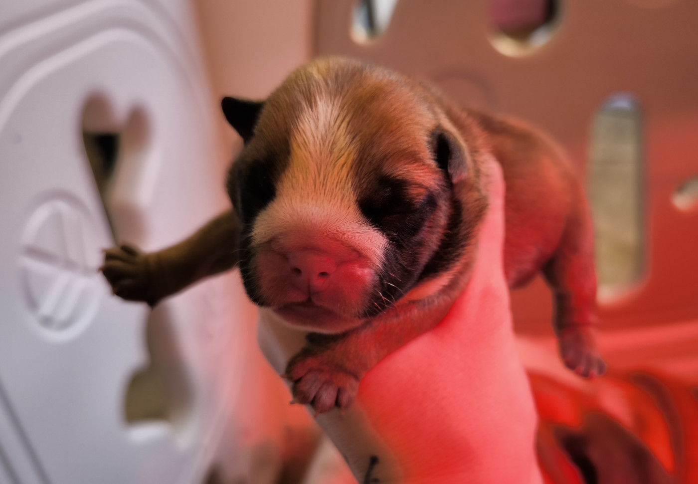Des Bullys D'Audani Villa - Chiots disponibles - Bulldog Anglais