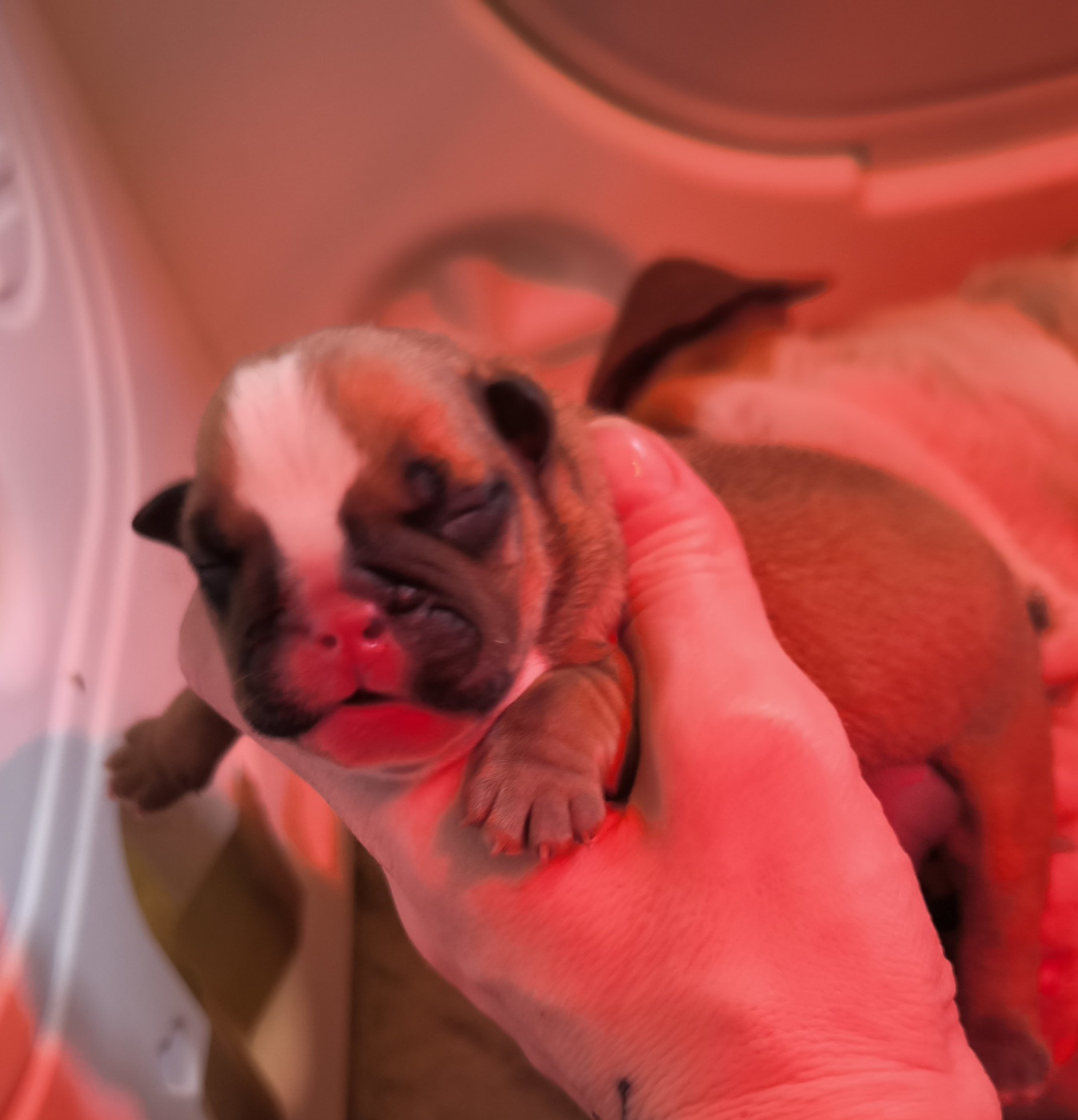 Des Bullys D'Audani Villa - Chiots disponibles - Bulldog Anglais