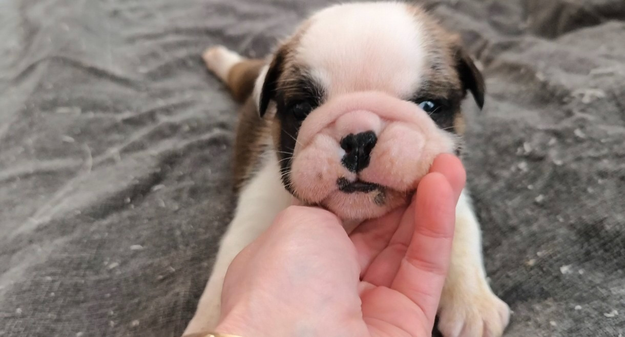 Des Bullys D'Audani Villa - Chiots disponibles - Bulldog Anglais