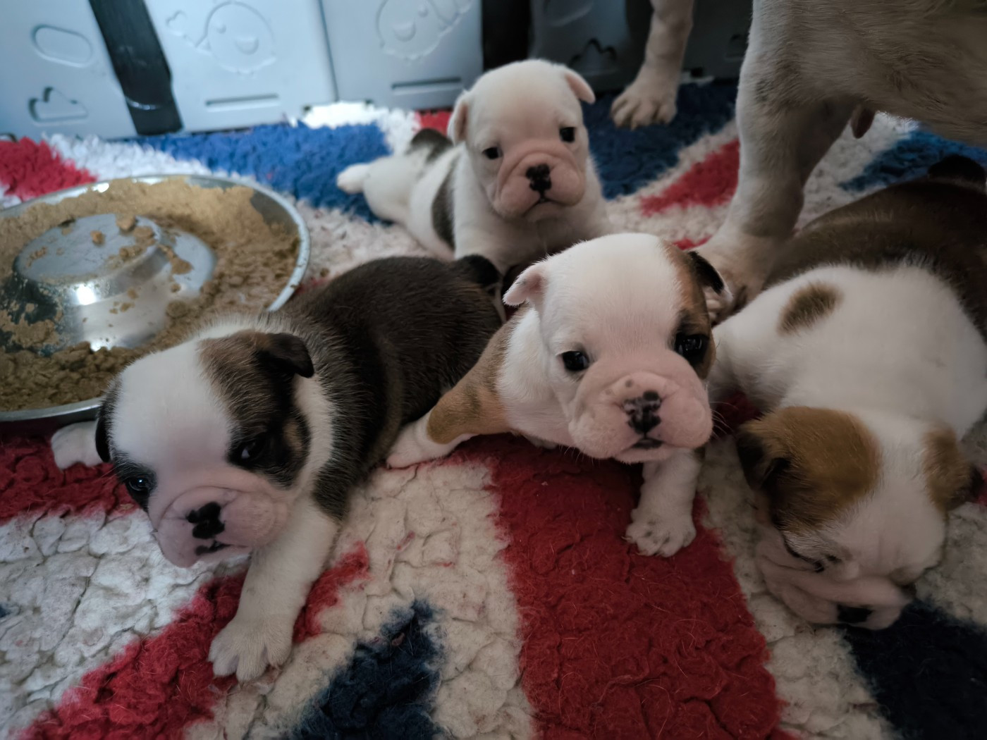 Des Bullys D'Audani Villa - Bulldog Anglais - Portée née le 21/03/2026