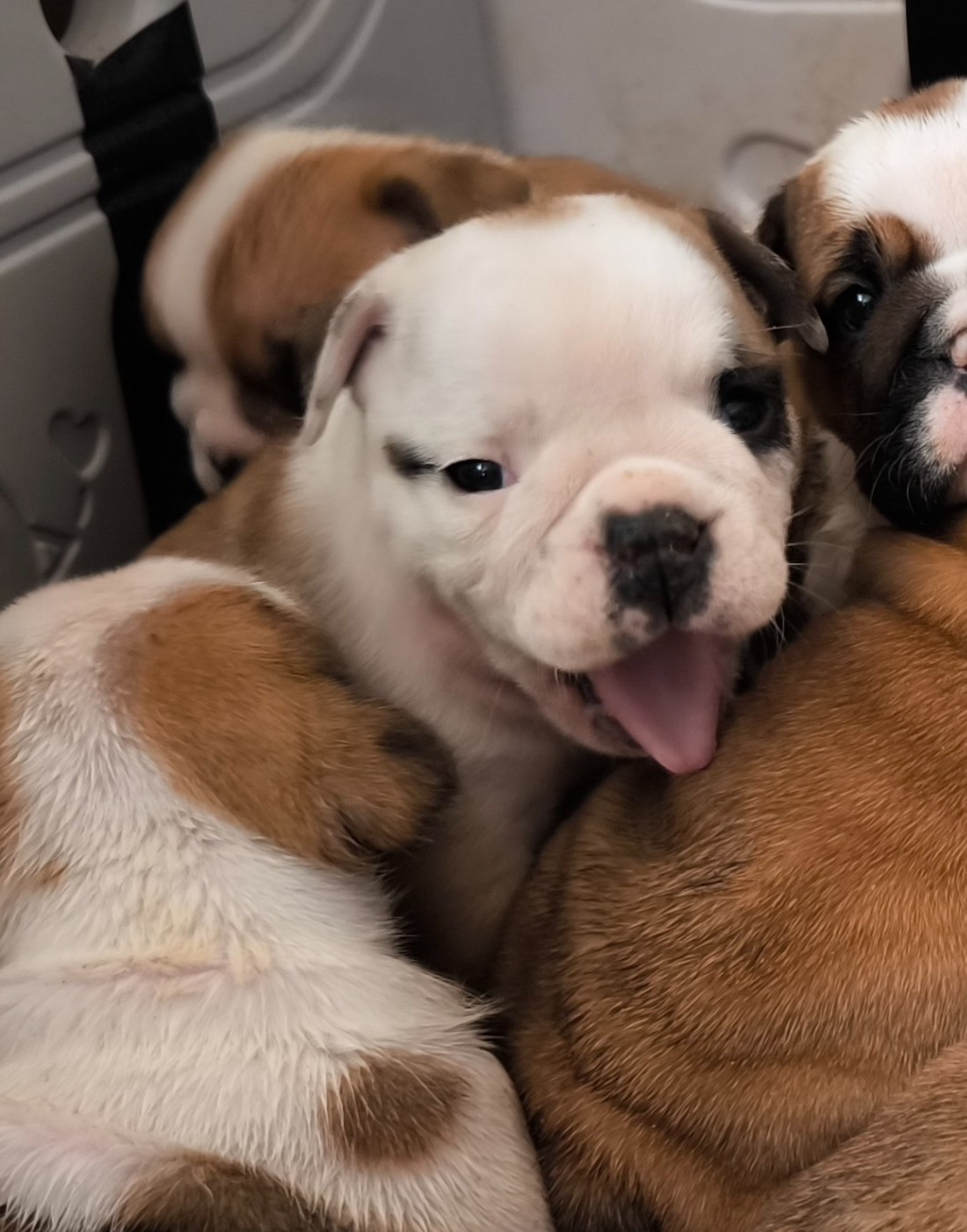 Des Bullys D'Audani Villa - Chiots disponibles - Bulldog Anglais