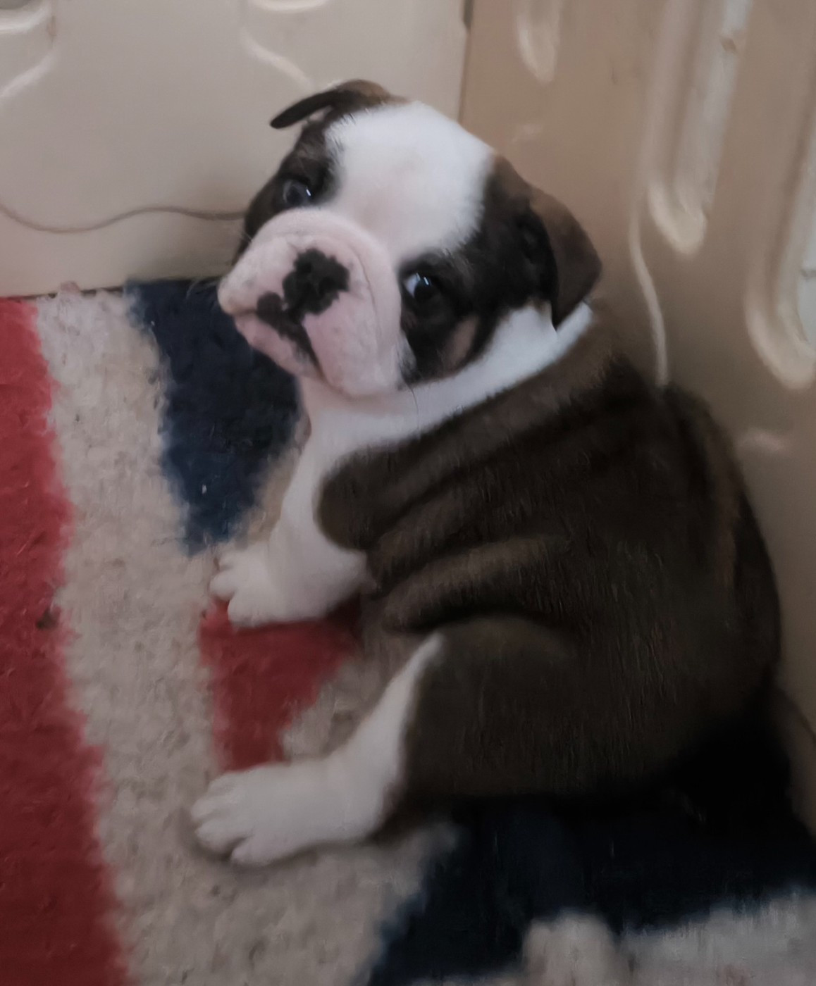 Des Bullys D'Audani Villa - Chiots disponibles - Bulldog Anglais