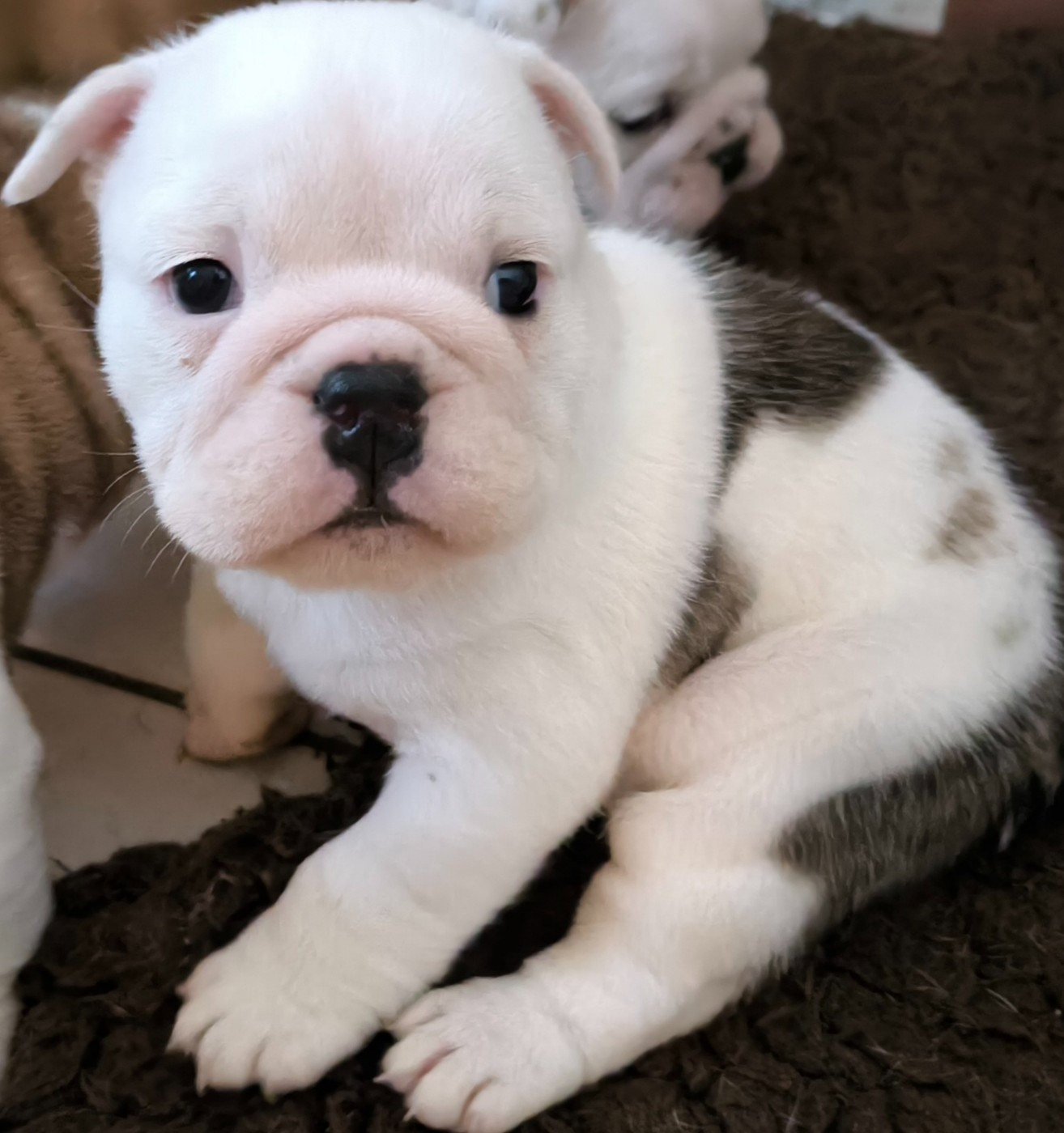 Des Bullys D'Audani Villa - Chiots disponibles - Bulldog Anglais