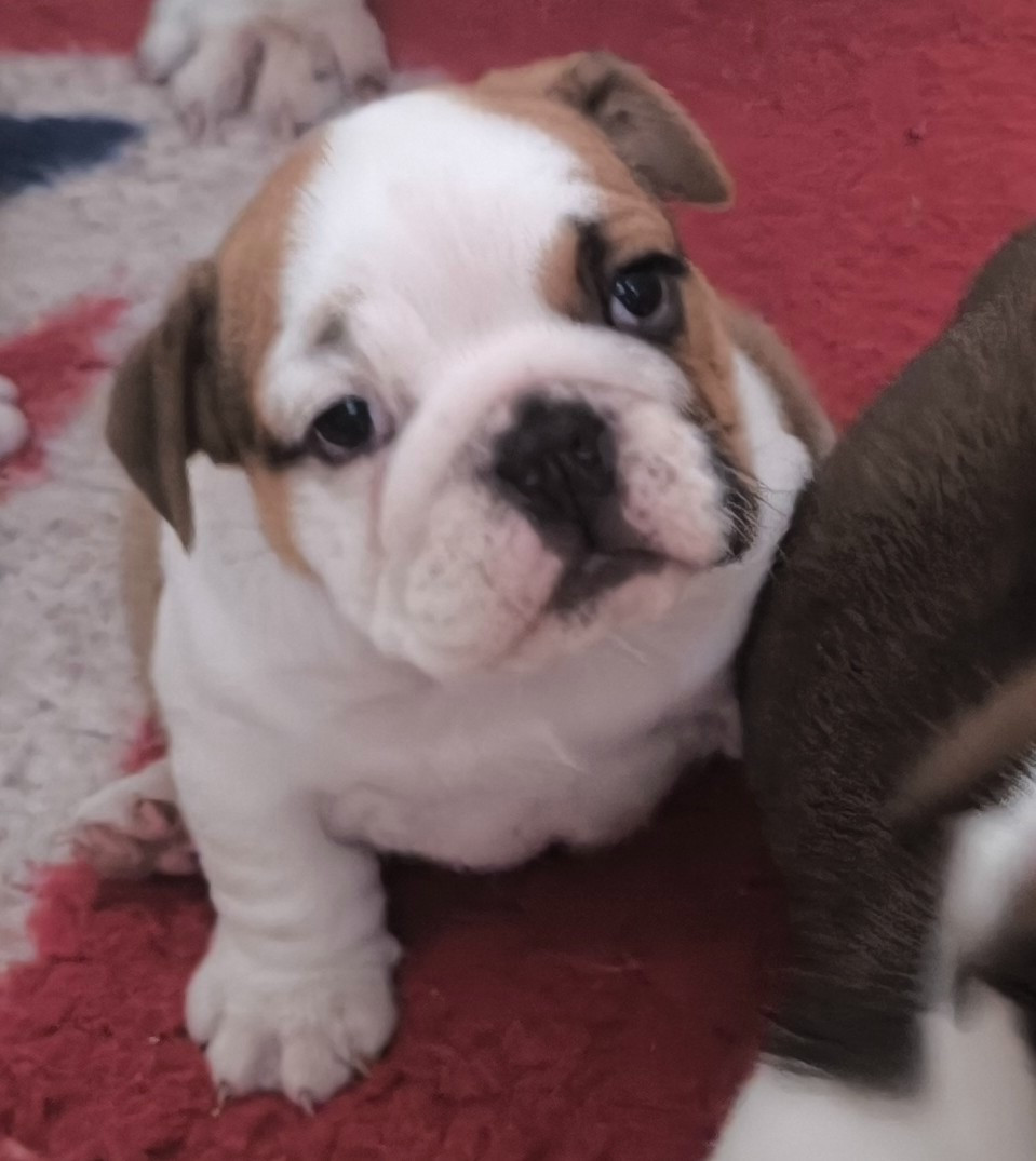 Des Bullys D'Audani Villa - Chiots disponibles - Bulldog Anglais