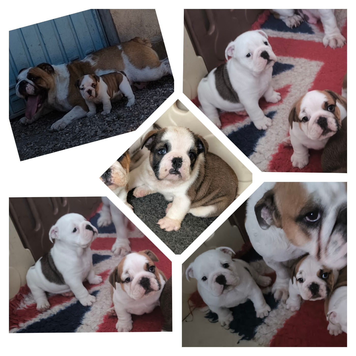 Des Bullys D'Audani Villa - Bulldog Anglais - Portée née le 21/03/2026