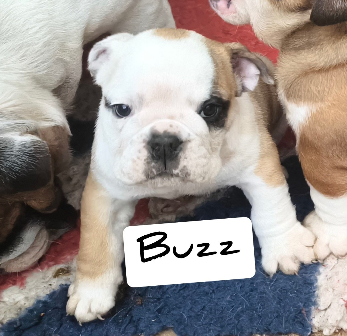 Des Bullys D'Audani Villa - Chiots disponibles - Bulldog Anglais