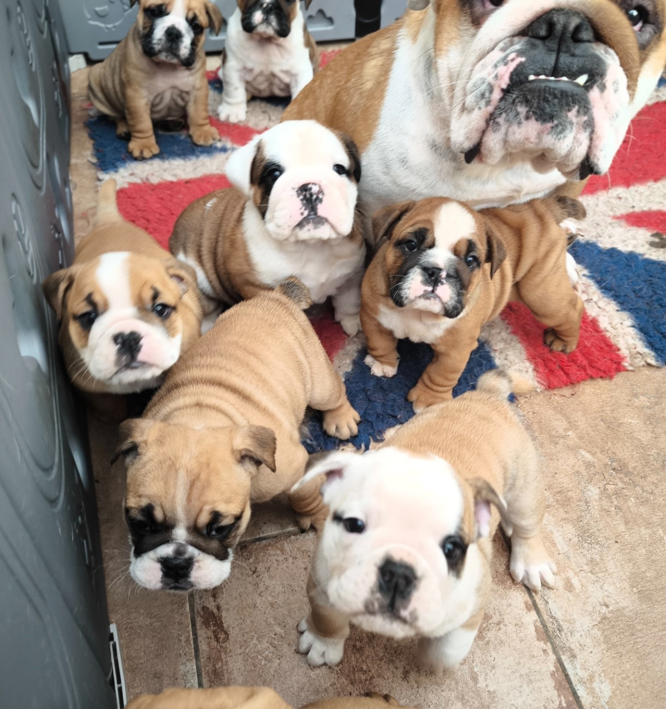 Des Bullys D'Audani Villa - Bulldog Anglais - Portée née le 18/03/2026