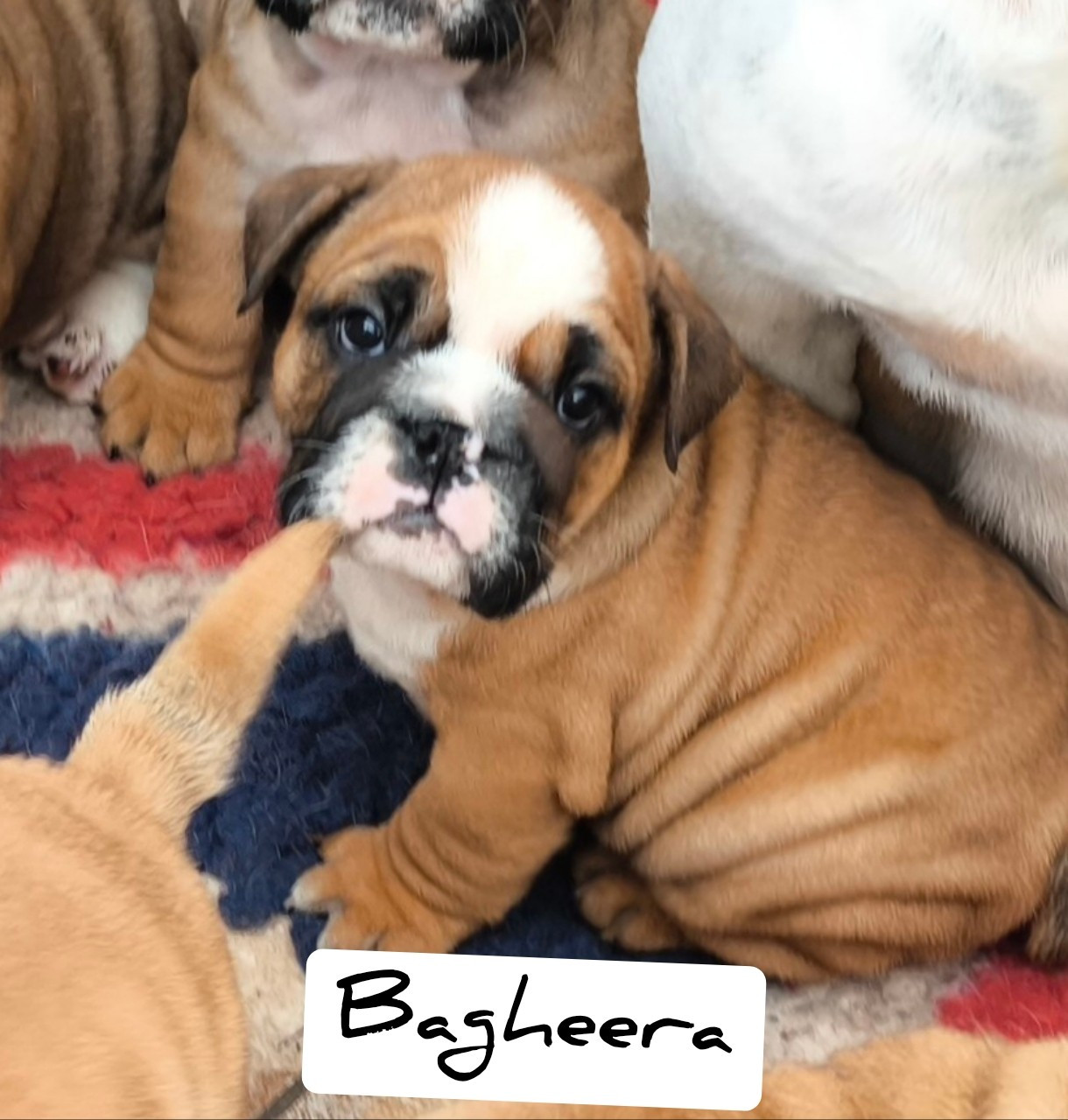 Des Bullys D'Audani Villa - Chiots disponibles - Bulldog Anglais