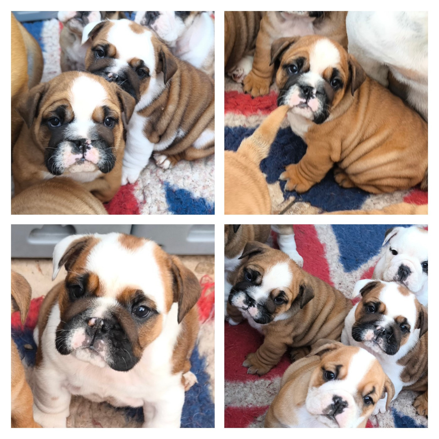 Des Bullys D'Audani Villa - Bulldog Anglais - Portée née le 14/03/2026