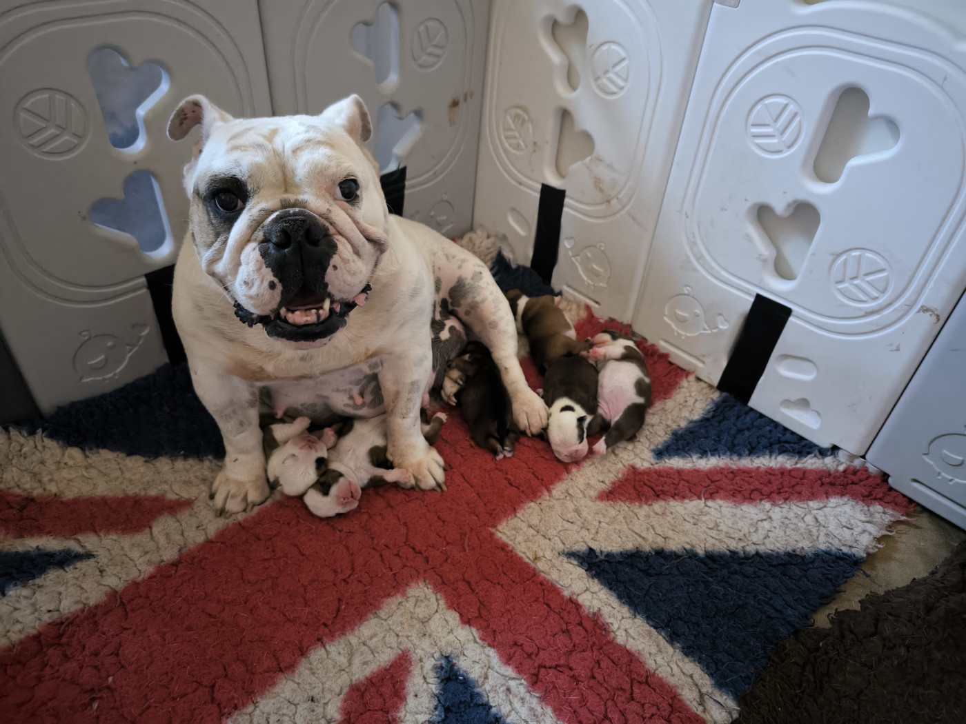 Chiot Bulldog Anglais Des Bullys D'Audani Villa