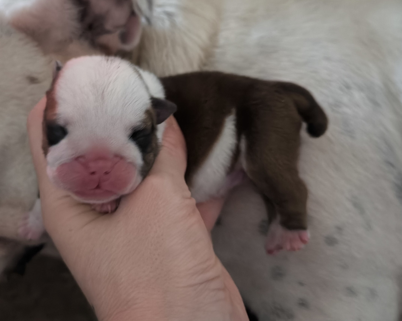 Des Bullys D'Audani Villa - Chiots disponibles - Bulldog Anglais