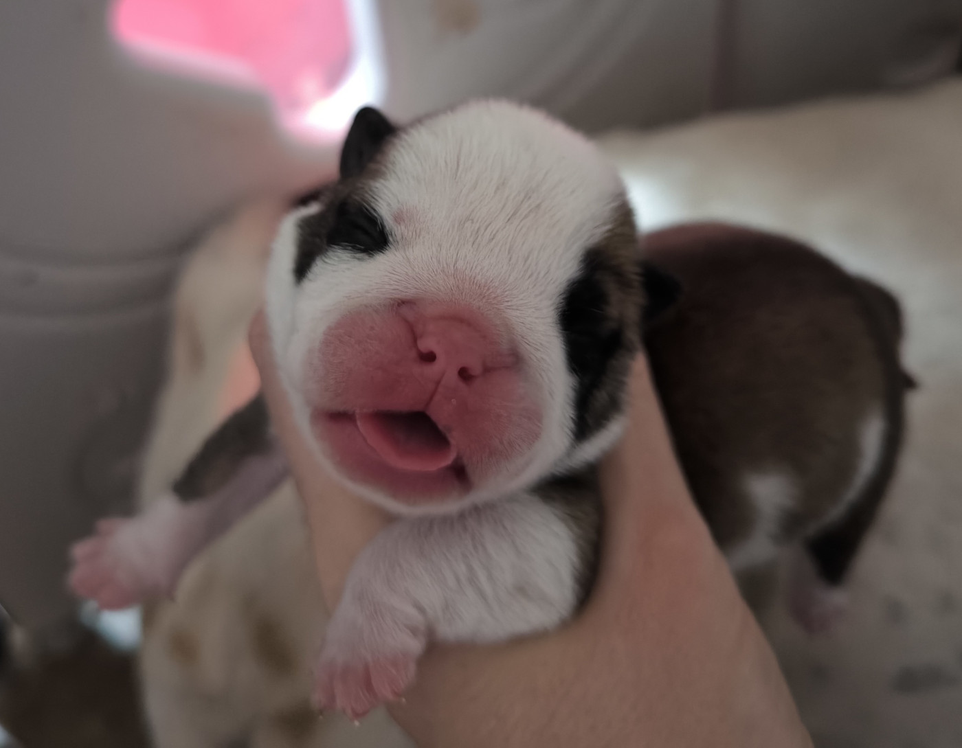 Des Bullys D'Audani Villa - Chiots disponibles - Bulldog Anglais