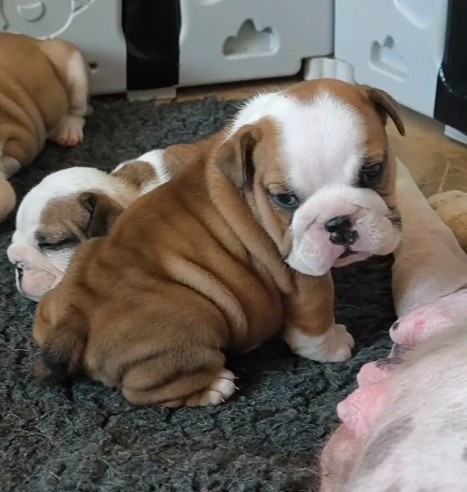 Des Bullys D'Audani Villa - Chiots disponibles - Bulldog Anglais