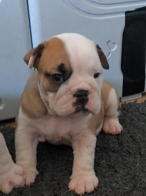 Des Bullys D'Audani Villa - Chiots disponibles - Bulldog Anglais