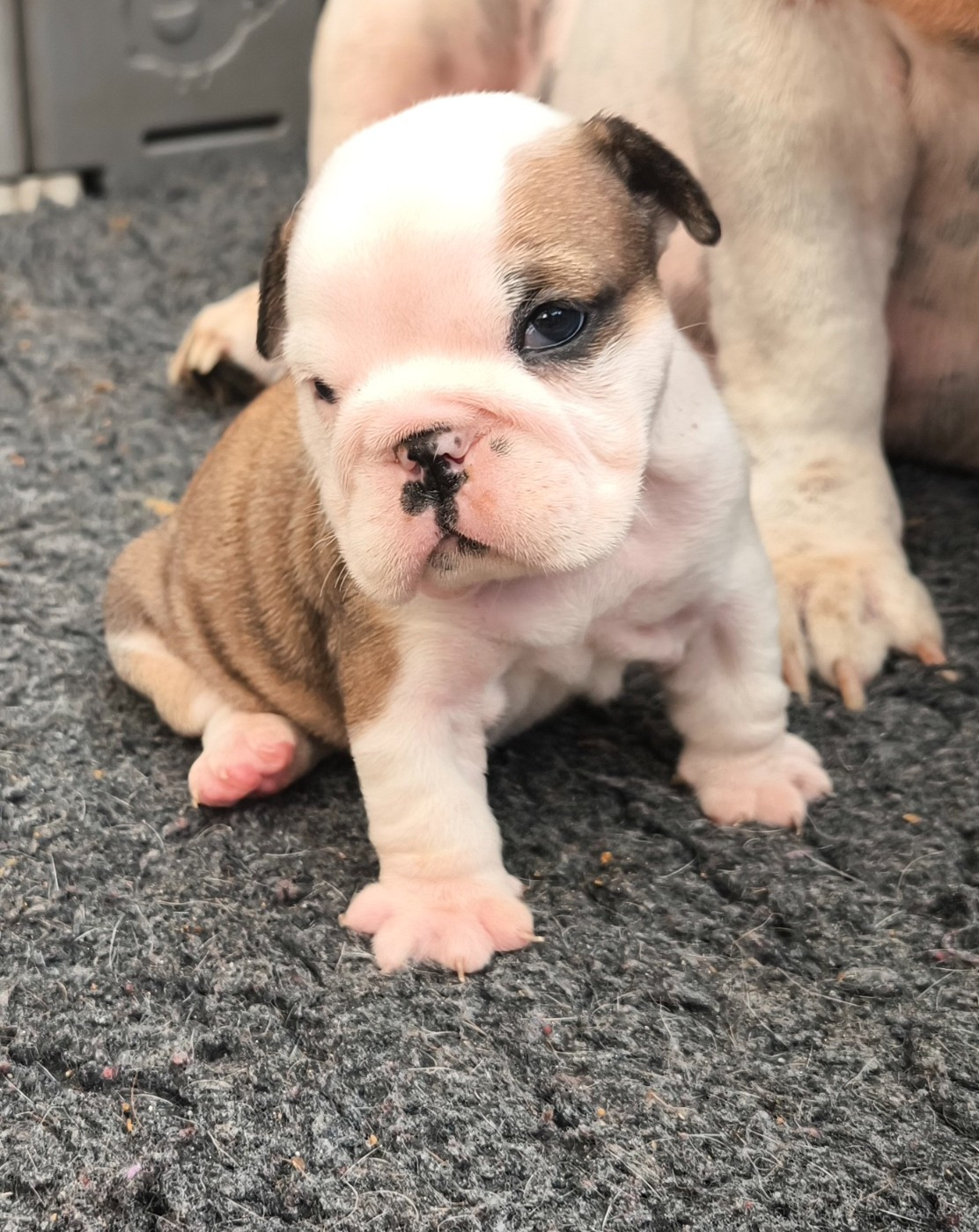 Des Bullys D'Audani Villa - Chiots disponibles - Bulldog Anglais