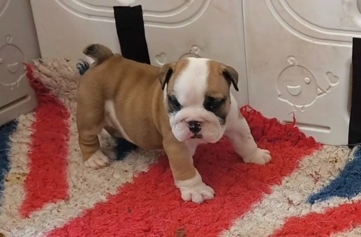 Des Bullys D'Audani Villa - Chiots disponibles - Bulldog Anglais