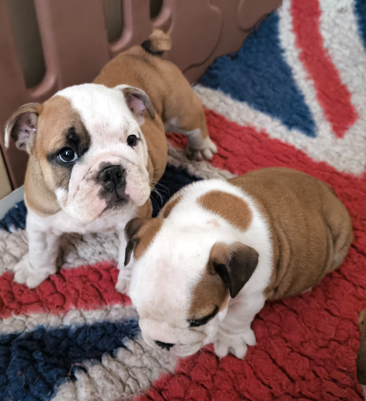 Des Bullys D'Audani Villa - Chiots disponibles - Bulldog Anglais