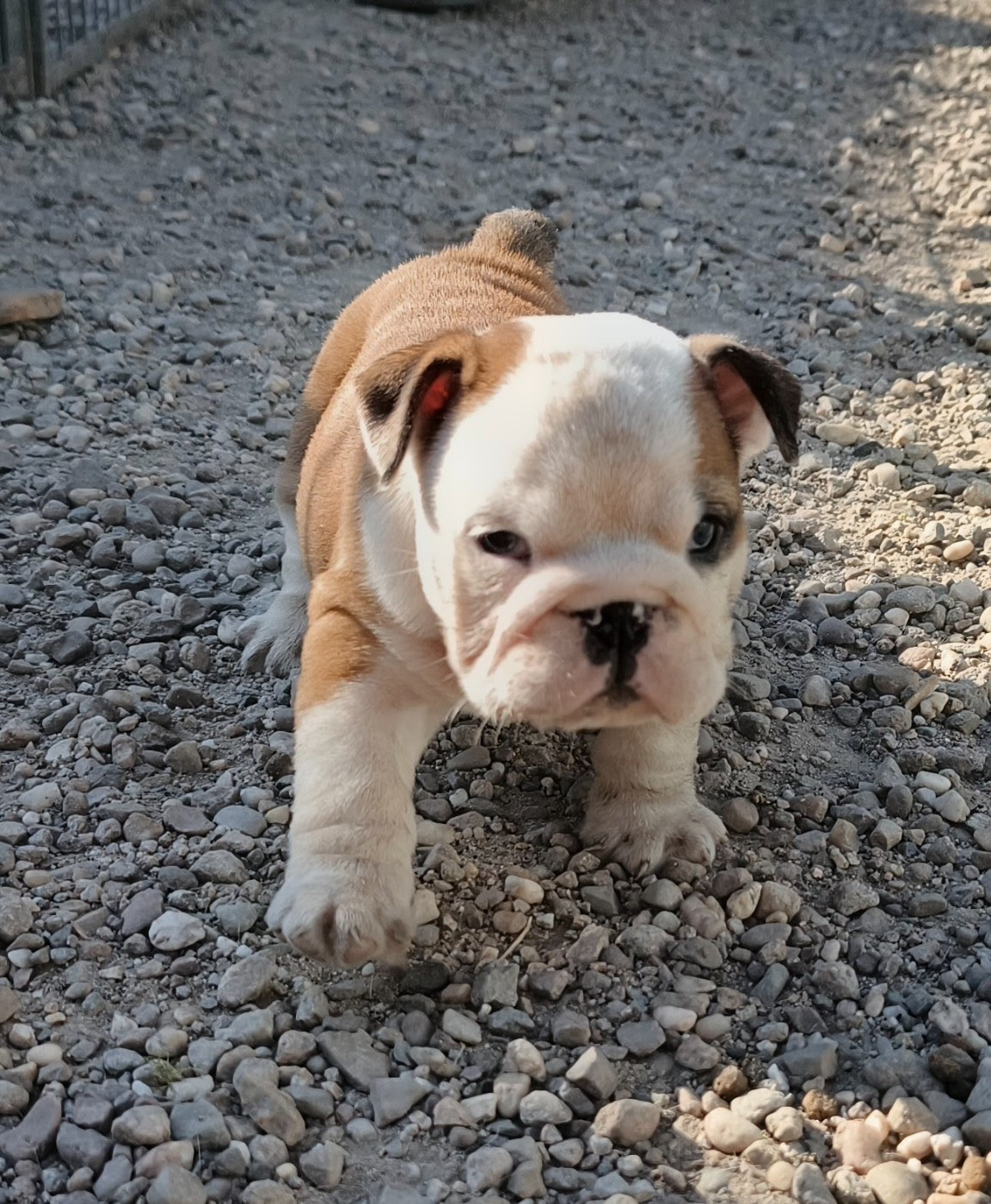Des Bullys D'Audani Villa - Chiots disponibles - Bulldog Anglais