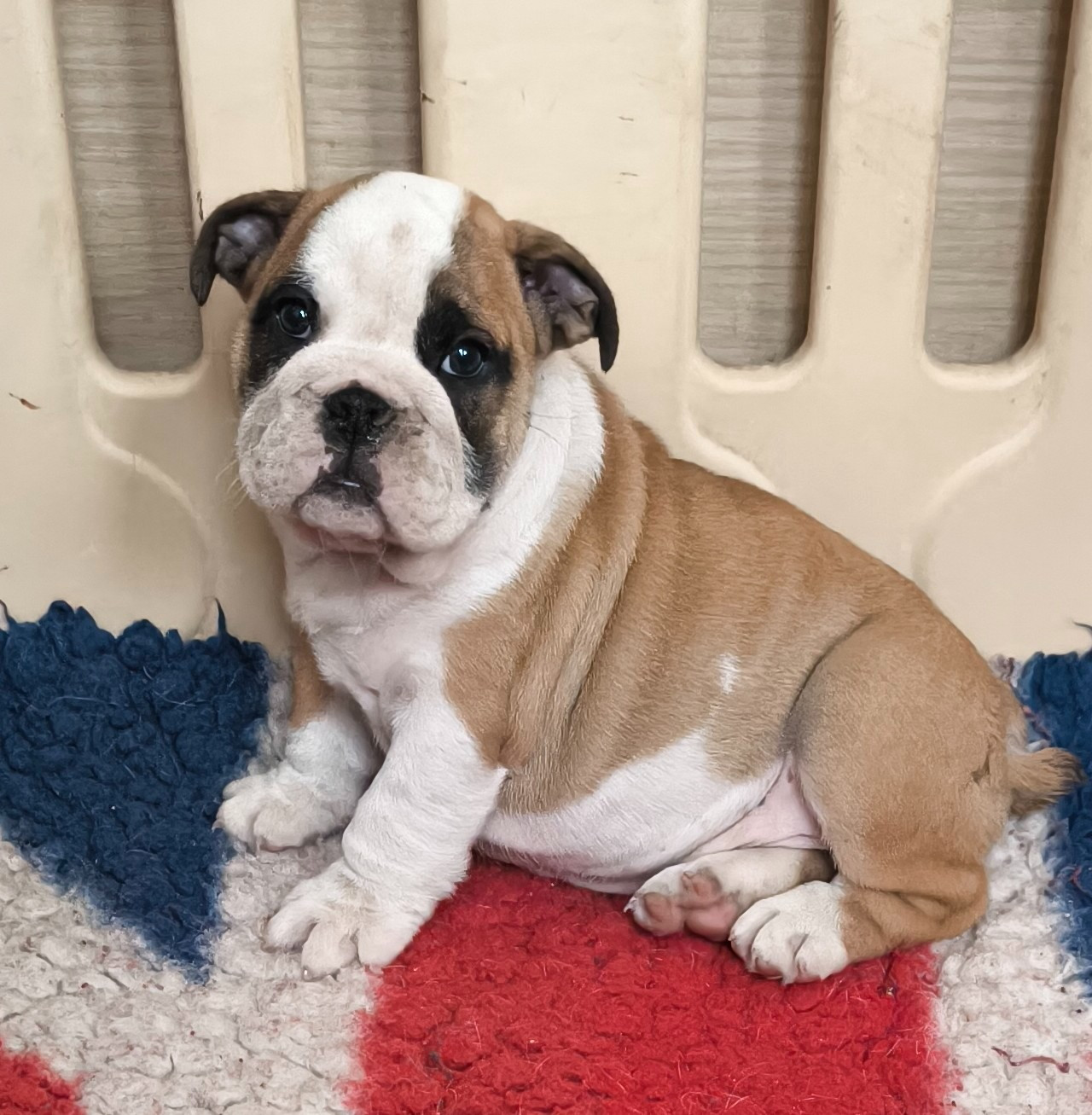 Des Bullys D'Audani Villa - Chiots disponibles - Bulldog Anglais