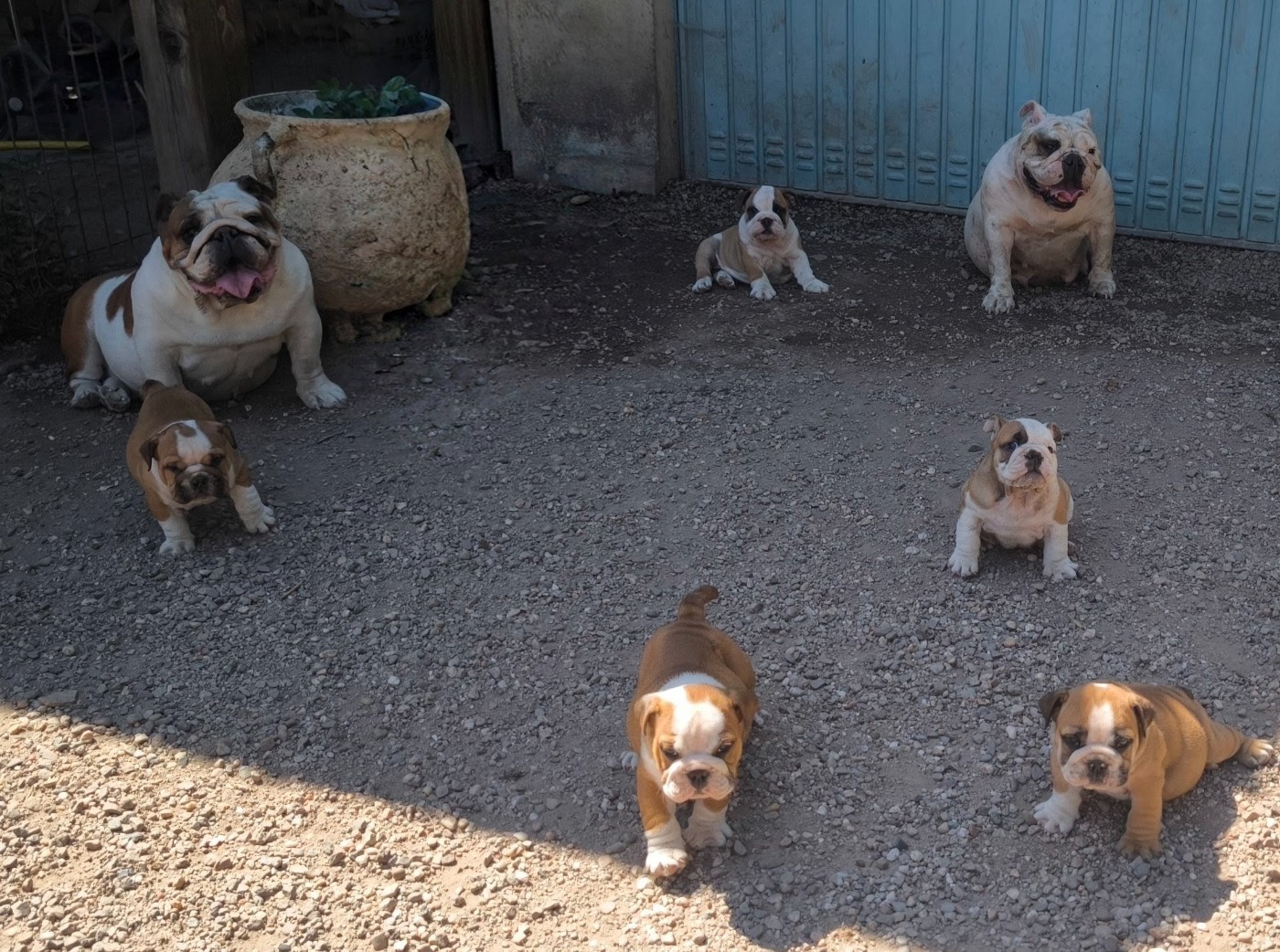 Des Bullys D'Audani Villa - Bulldog Anglais - Portée née le 23/06/2026