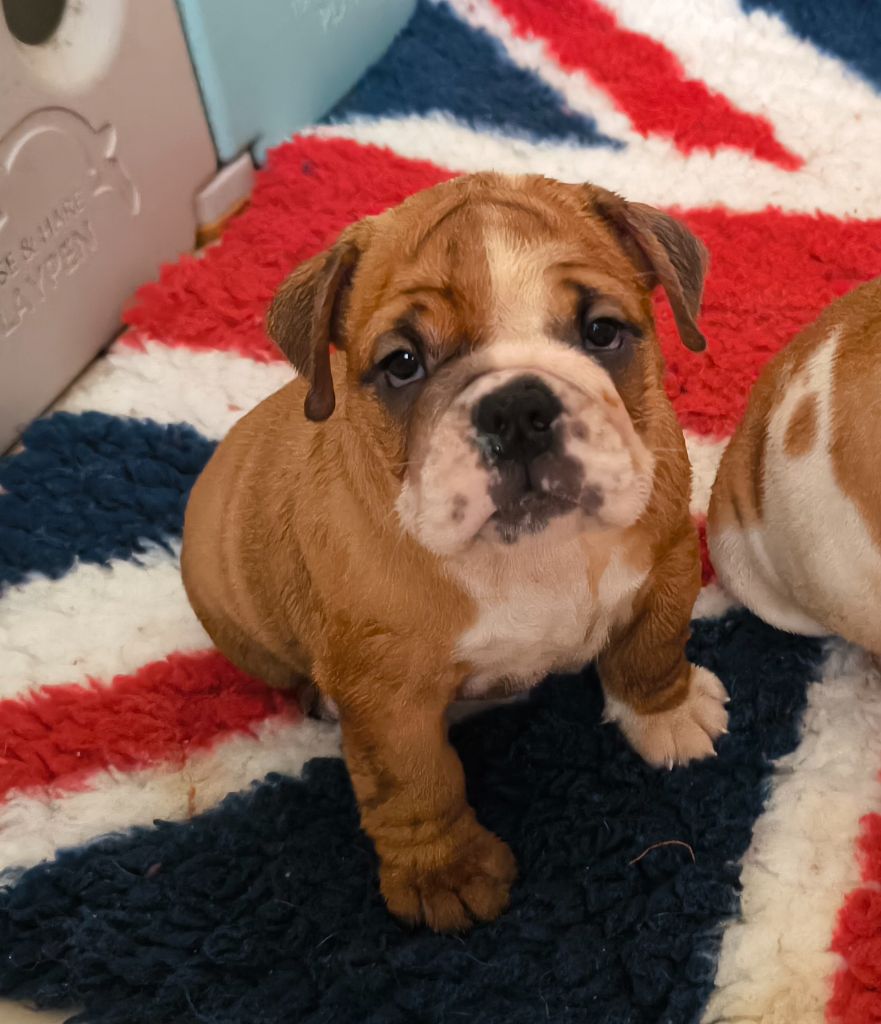 Des Bullys D'Audani Villa - Chiots disponibles - Bulldog Anglais
