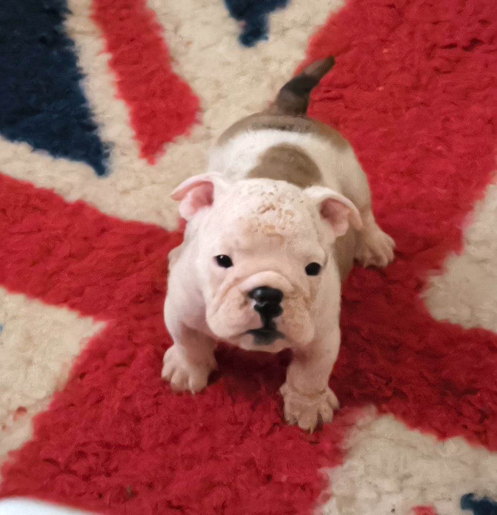 Des Bullys D'Audani Villa - Chiots disponibles - Bulldog Anglais