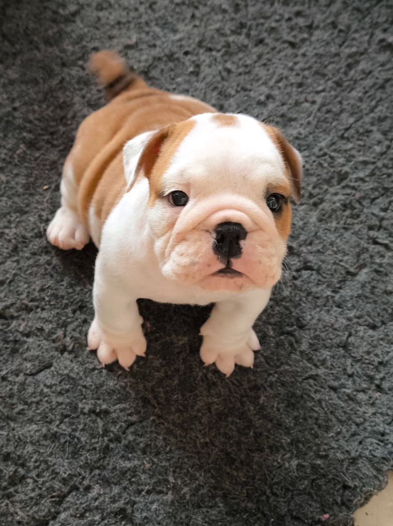 Des Bullys D'Audani Villa - Chiots disponibles - Bulldog Anglais