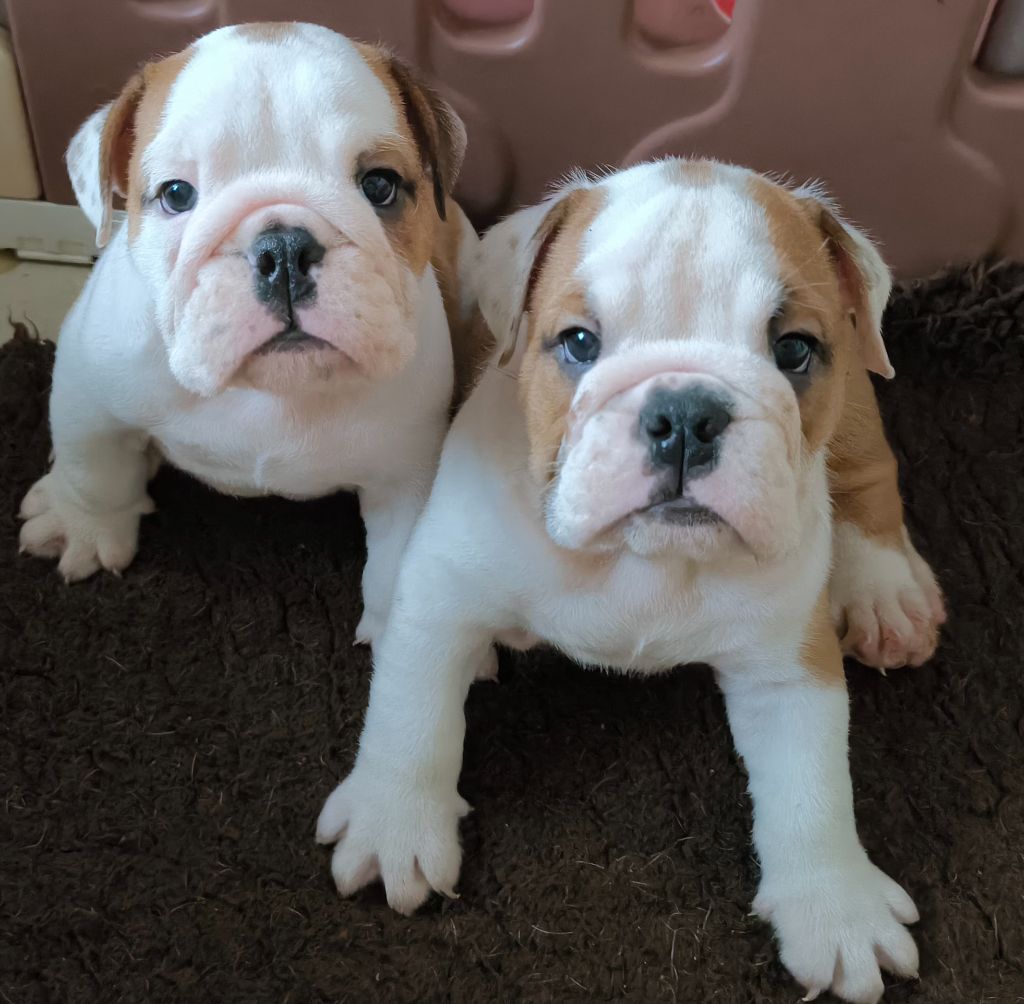 Chiot Bulldog Anglais Des Bullys D'Audani Villa