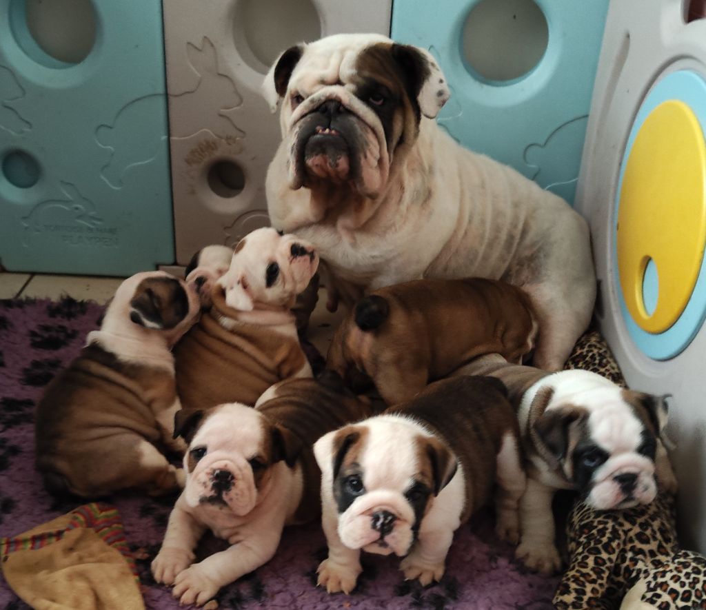 Chiot Bulldog Anglais Des Bullys D'Audani Villa