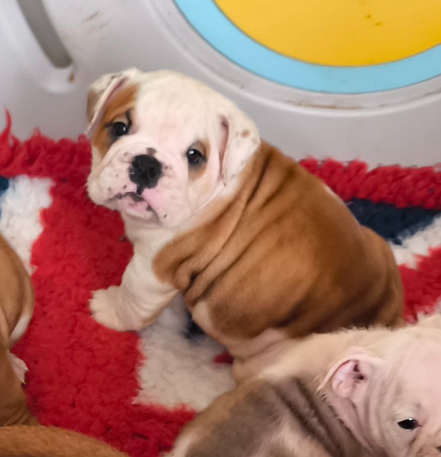 Des Bullys D'Audani Villa - Chiots disponibles - Bulldog Anglais