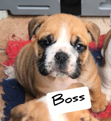 Boss