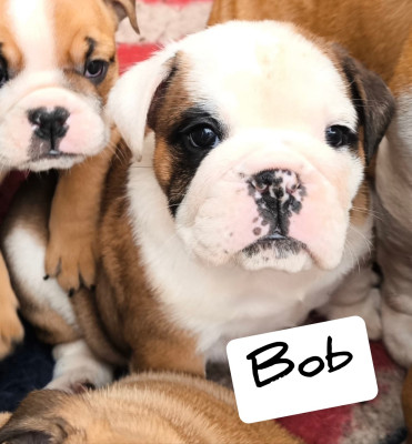 Bob