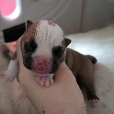 Chiot N°2