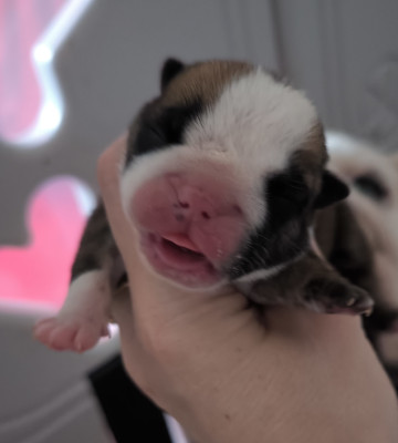 Chiot N°3