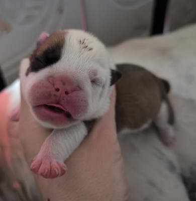 Chiot N°4