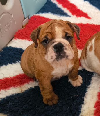 CHIOT 4