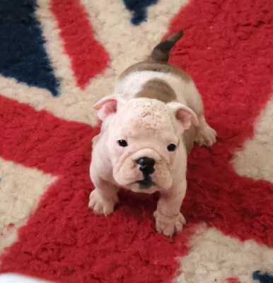 CHIOT 2