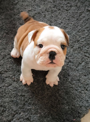 CHIOT 2