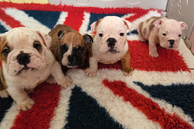 CHIOT 5