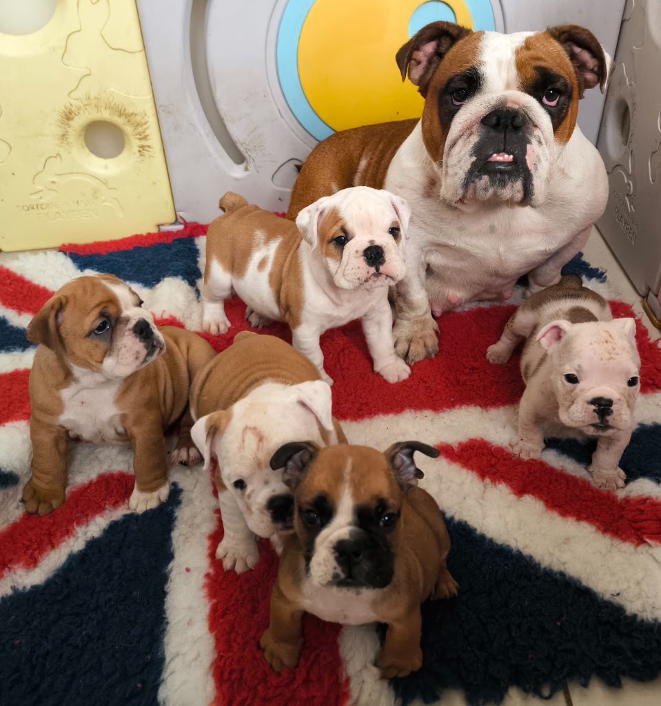 Chiot Bulldog Anglais Des Bullys D'Audani Villa