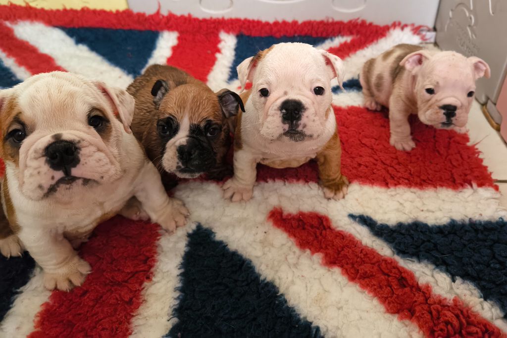 Des Bullys D'Audani Villa - Chiots disponibles - Bulldog Anglais